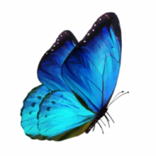 🦋 emoji Blue 💙 @xkysluv Telegram sticker 18 of 53