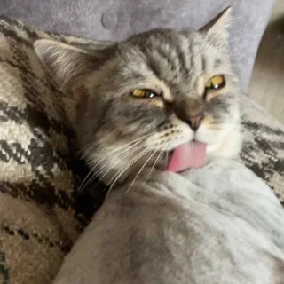😐 emoji КРЕВЕТКА<3💞 Telegram sticker 2 of 19