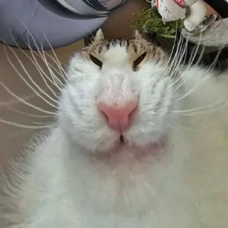🐱 emoji Бортич опять украла стикеры Telegram sticker 6 of 120