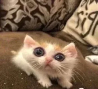 🐱 emoji Бортич опять украла стикеры Telegram sticker 8 of 120