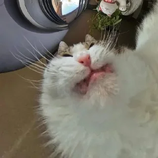 🐱 emoji Бортич опять украла стикеры Telegram sticker 5 of 120