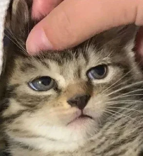 🐱 emoji Бортич опять украла стикеры Telegram sticker 9 of 120