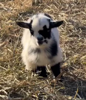 🐐 emoji Бортич опять украла стикеры Telegram sticker 24 of 120