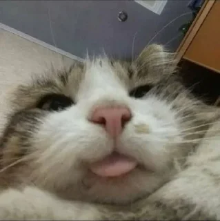 🐱 emoji Бортич опять украла стикеры Telegram sticker 10 of 120