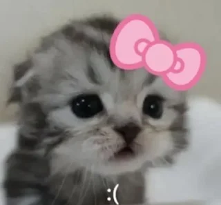 Sticker from cats