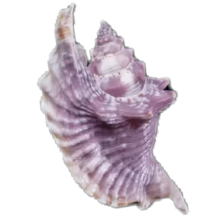 🐚 emoji 🐚 Strong Shell Telegram sticker 5 of 27
