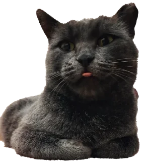 Sticker from Белочка