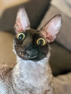 🦇 emoji ЯДОВИТЫЙ И ЛЕТУЧИЙ. Telegram sticker 16 of 99