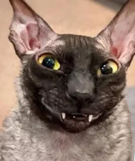 🦇 emoji ЯДОВИТЫЙ И ЛЕТУЧИЙ. Telegram sticker 10 of 99