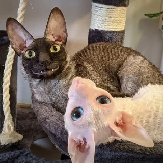 🦇 emoji ЯДОВИТЫЙ И ЛЕТУЧИЙ. Telegram sticker 8 of 99