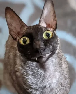 🦇 emoji ЯДОВИТЫЙ И ЛЕТУЧИЙ. Telegram sticker 14 of 99