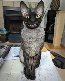 🦇 emoji ЯДОВИТЫЙ И ЛЕТУЧИЙ. Telegram sticker 11 of 99