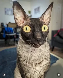 🦇 emoji ЯДОВИТЫЙ И ЛЕТУЧИЙ. Telegram sticker 17 of 99