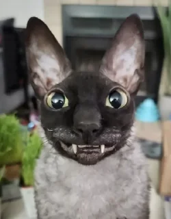 🦇 emoji ЯДОВИТЫЙ И ЛЕТУЧИЙ. Telegram sticker 5 of 99