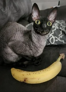 🦇 emoji ЯДОВИТЫЙ И ЛЕТУЧИЙ. Telegram sticker 12 of 99