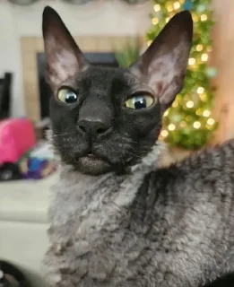 🦇 emoji ЯДОВИТЫЙ И ЛЕТУЧИЙ. Telegram sticker 22 of 99