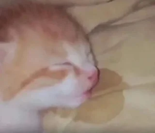 😴 emoji Кицькі Telegram sticker 14 of 106
