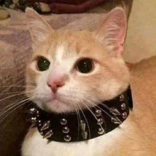 🤘 emoji Кицькі Telegram sticker 18 of 106