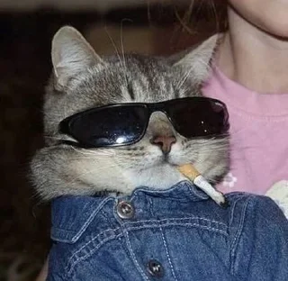 😎 emoji Кицькі Telegram sticker 9 of 106