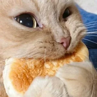 😋 emoji Кицькі Telegram sticker 15 of 106