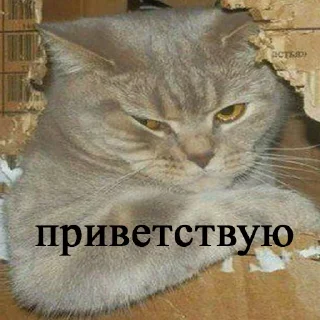 Sticker from привет от @drochubezrukim