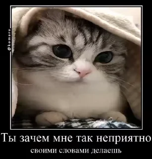 👨‍✈️ emoji Стикеры на заказ@CAT77777top Telegram sticker 7 of 50