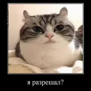 👨‍✈️ emoji Стикеры на заказ@CAT77777top Telegram sticker 20 of 50