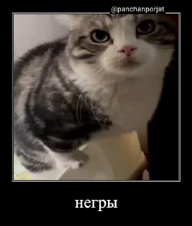 👨‍✈️ emoji Стикеры на заказ@CAT77777top Telegram sticker 23 of 50