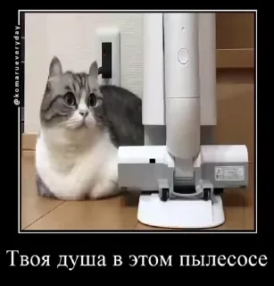 👨‍✈️ emoji Стикеры на заказ@CAT77777top Telegram sticker 8 of 50