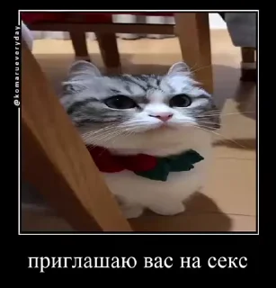👨‍✈️ emoji Стикеры на заказ@CAT77777top Telegram sticker 9 of 50