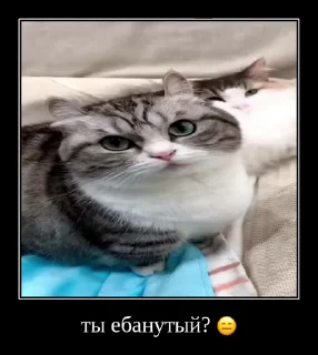 👨‍✈️ emoji Стикеры на заказ@CAT77777top Telegram sticker 17 of 50