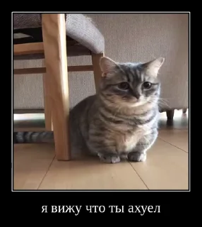 👨‍✈️ emoji Стикеры на заказ@CAT77777top Telegram sticker 22 of 50