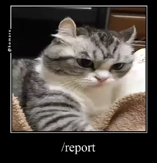 👨‍✈️ emoji Стикеры на заказ@CAT77777top Telegram sticker 19 of 50