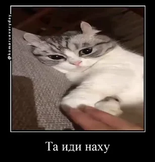 👨‍✈️ emoji Стикеры на заказ@CAT77777top Telegram sticker 21 of 50
