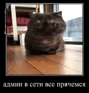 👨‍✈️ emoji Стикеры на заказ@CAT77777top Telegram sticker 2 of 50