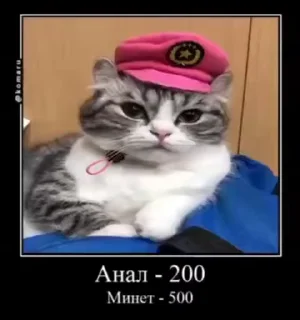 👨‍✈️ emoji Стикеры на заказ@CAT77777top Telegram sticker 11 of 50