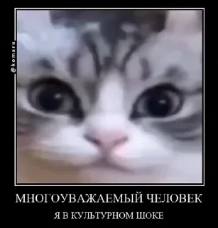 👨‍✈️ emoji Стикеры на заказ@CAT77777top Telegram sticker 13 of 50