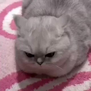 Sticker from котики