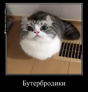 👨‍✈️ emoji Стикеры на заказ@CAT77777top Telegram sticker 10 of 50