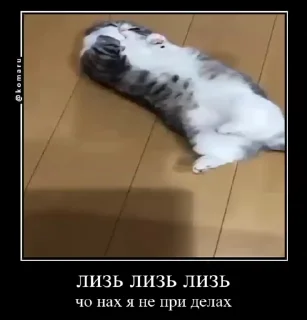 👨‍✈️ emoji Стикеры на заказ@CAT77777top Telegram sticker 14 of 50