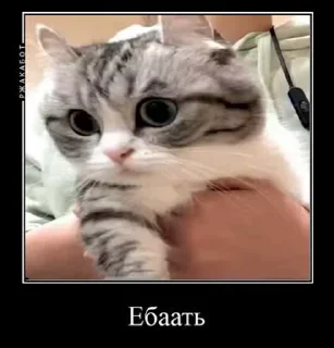 👨‍✈️ emoji Стикеры на заказ@CAT77777top Telegram sticker 24 of 50