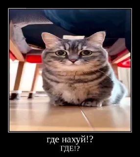 👨‍✈️ emoji Стикеры на заказ@CAT77777top Telegram sticker 16 of 50