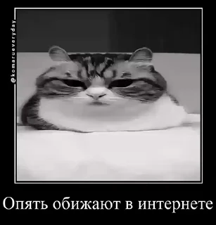 👨‍✈️ emoji Стикеры на заказ@CAT77777top Telegram sticker 18 of 50