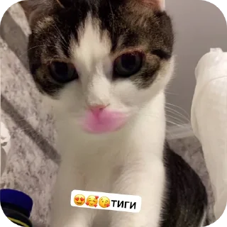 🐱 emoji кот Telegram sticker 17 of 17