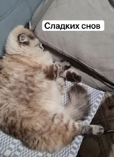 🛏 emoji Жирочек пирожочек Telegram sticker 9 of 24