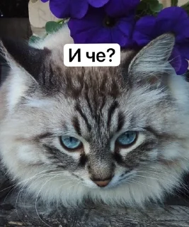 🧐 emoji Жирочек пирожочек Telegram sticker 7 of 24