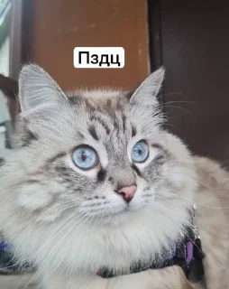 🙃 emoji Жирочек пирожочек Telegram sticker 10 of 24