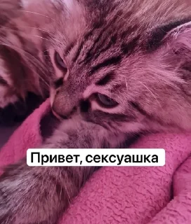 👋 emoji Жирочек пирожочек Telegram sticker 14 of 24