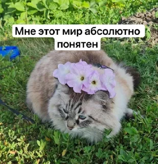 🥲 emoji Жирочек пирожочек Telegram sticker 8 of 24