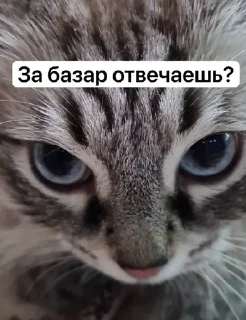 😡 emoji Жирочек пирожочек Telegram sticker 6 of 24